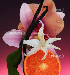 Daily Refresh Set P6